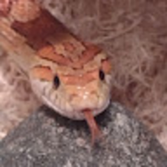 efroo